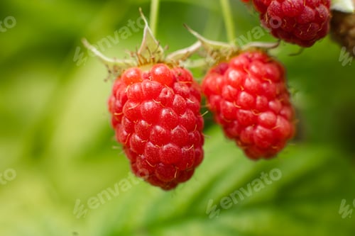 Preview: Raspberries in close up on green background