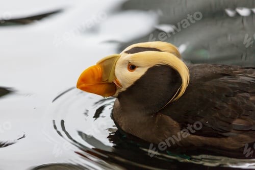 Preview: Puffin
