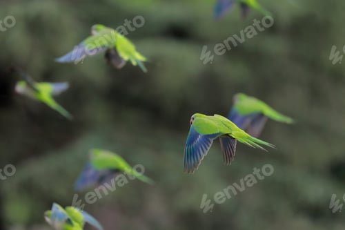 Preview: Green and blue parrots
