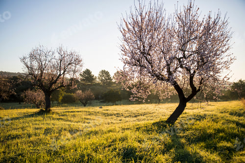 Preview: Scenic view of trees in field