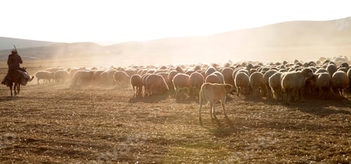 Preview: grazing sheep herd background