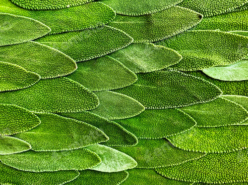 Preview: Sage. Flat lay of leaves, natural texture and background