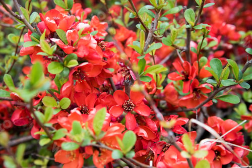 Preview: Red Flowers