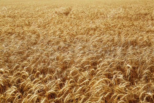 Preview: Beautiful view of agricultural field with ripe wheat spikes