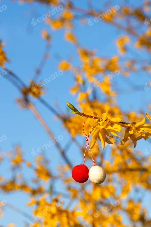 Preview: Beautiful view of a traditional Martisor Forsythia shrub hanging on a branch.
