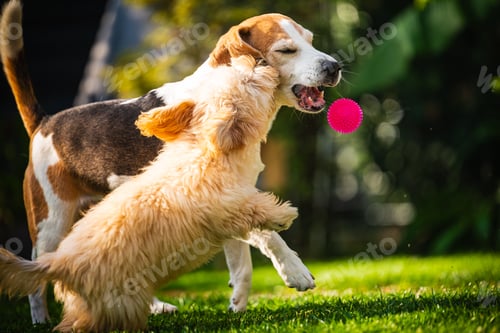 Preview: Happy Beagle and Malipoo puppy playing vigorously with a bright pink toy outdoors.