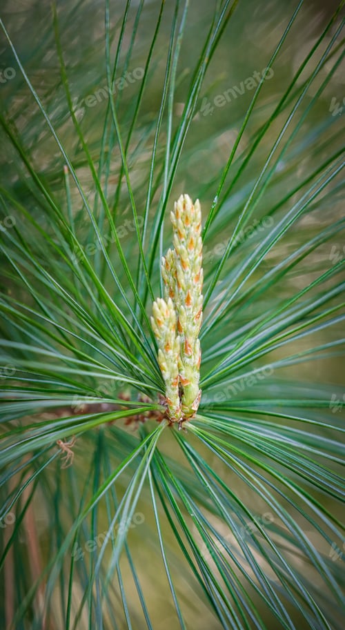 Preview: Vertical close up of a pine tree bud and needles.
