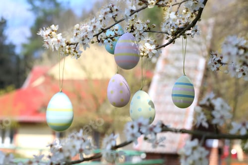 Preview: colorful easter eggs hanging on blooming plum tree branches outdoor in park or garden