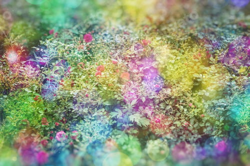 Preview: Blossom Flowers Background- Header Rose. Bokeh Abstract Defocused. Soft Lights Pattern- Selective