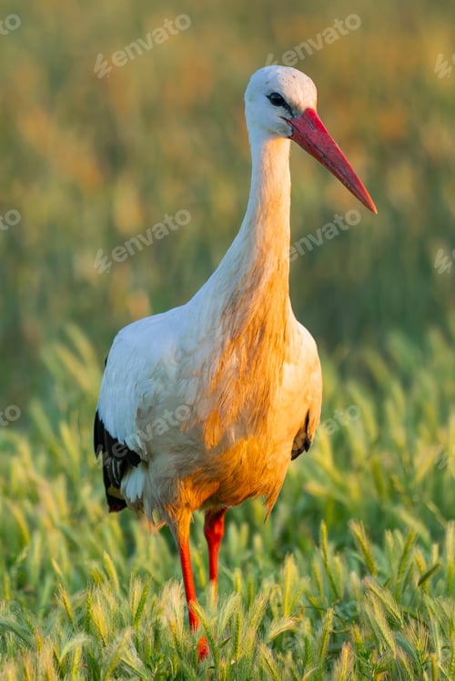 Preview: White Stork