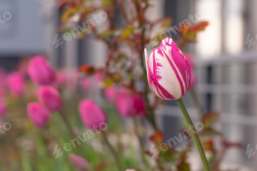 Preview: Pink white tulips on the flowerbed. Spring tulip flower background. Flowers in spring.