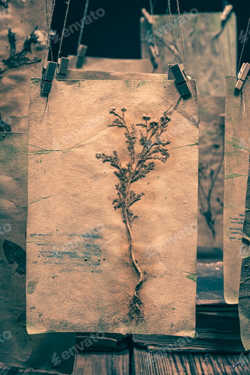 Preview: Herbalist workshop with dried herbs and flowers for Halloween.