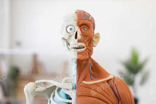 Vista previa: Human anatomy model with half skeletal and muscular system