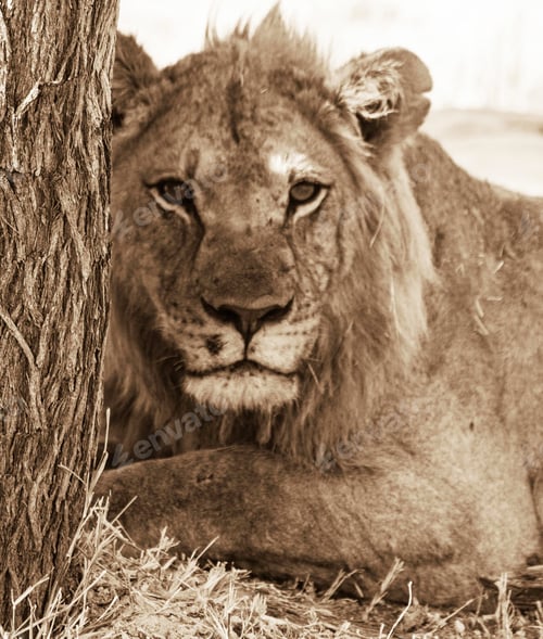 Preview: Best wildlife experiences in the world