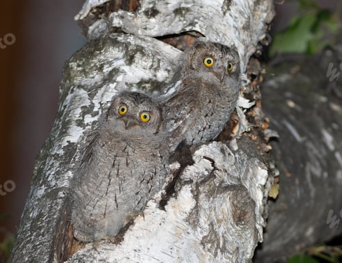 Preview: Eurasian scops owl, Otus scops. Two chicks sit at the entrance to the nest