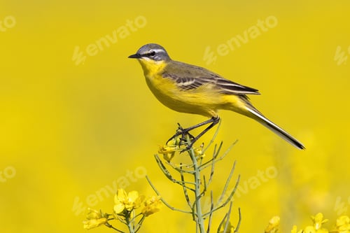 Preview: Selective focus shot of an exotic bird on a field filled with yellow flowers