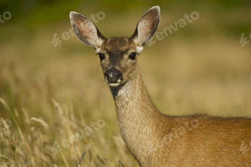 Preview: Young Deer