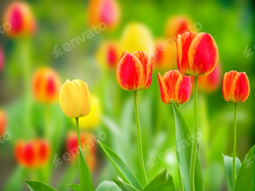 Preview: Natural green background with blooming tulips natural light