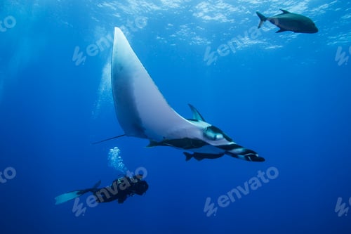 Preview: Scuba diver swimming with Giant Manta Ray (Manta birostris), underwater view, San Benedicto, Colima,