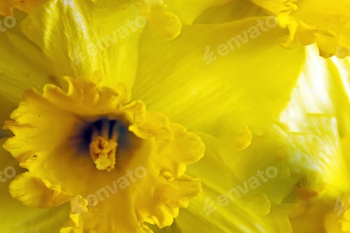 Preview: Daffodil
