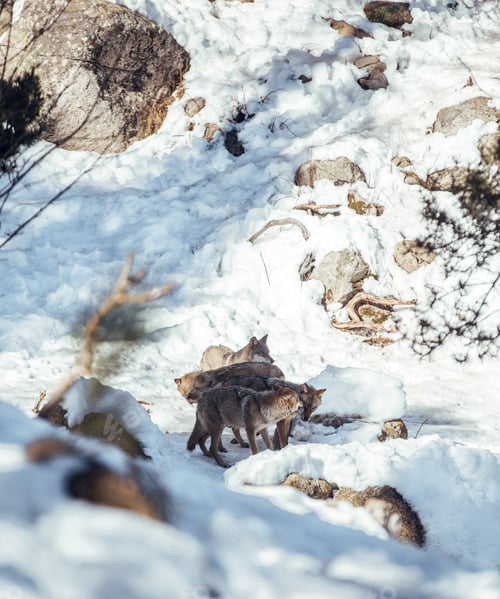 Preview: Wolves on hill between stones and snow