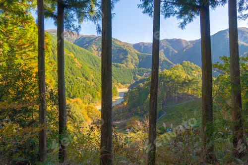 Preview: Trees in tropical forest. Natural landscape background.