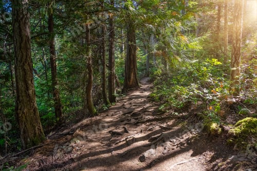 Preview: Hiking Trail Path in a vibrant green Rainforest with beautiful trees