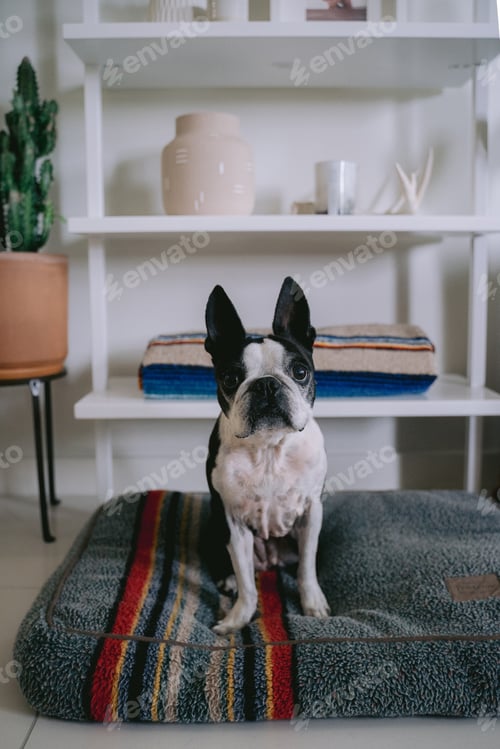 Preview: Cute Boston terrier dog with big ears sitting on a dog bed looking attentive and wanting treats