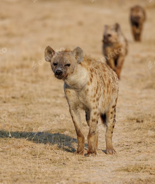 Preview: A Hyena in Africa