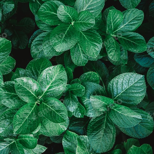 Preview: Natural green background of green hydrangea leaves