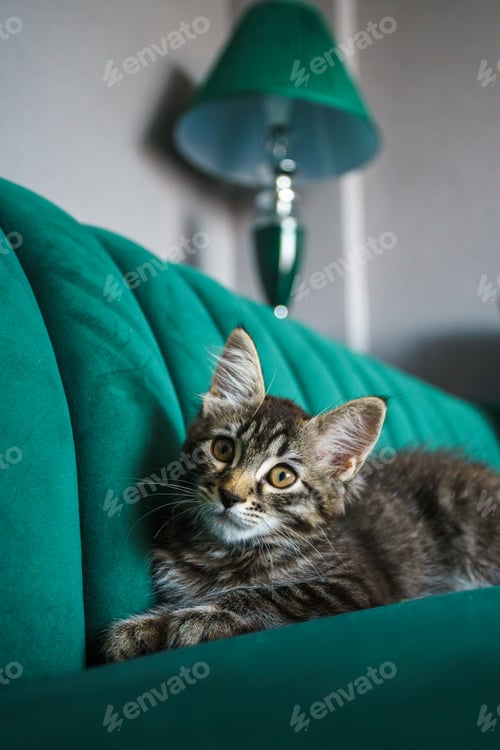 Preview: Close-up of a fluffy striped kitten relaxing on a stylish green couch.