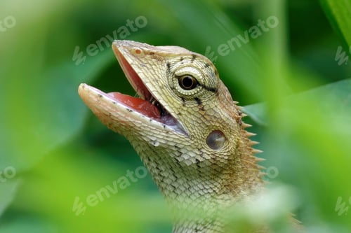 Preview: Close-up of an oriental garden lizard (Calotes versicolor) in green grass