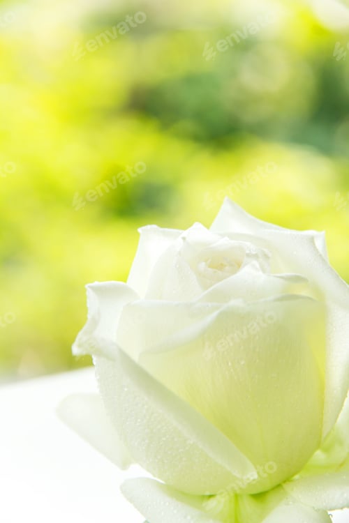 Preview: white rose background