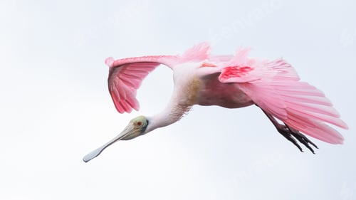 Preview: Roseate Spoonbill