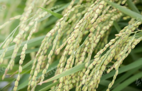Preview: Glutinous Rice Plant