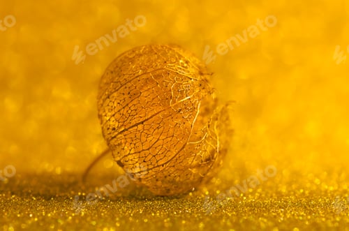 Preview: Dry golden physalis on the gold background.