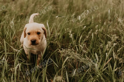 Vista previa: A little dog labrador walks in the green grass.