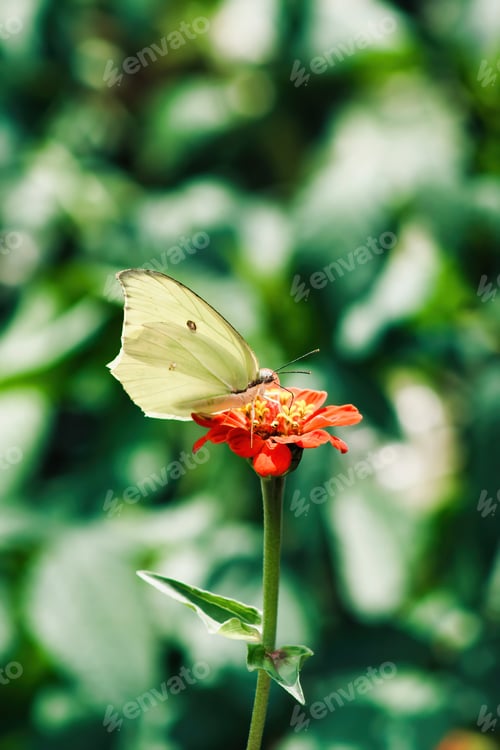 Preview: Butterflies and moths gracefully pollinate flowers