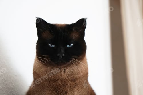 Preview: siamese cat with narrowed eyes and menacing look