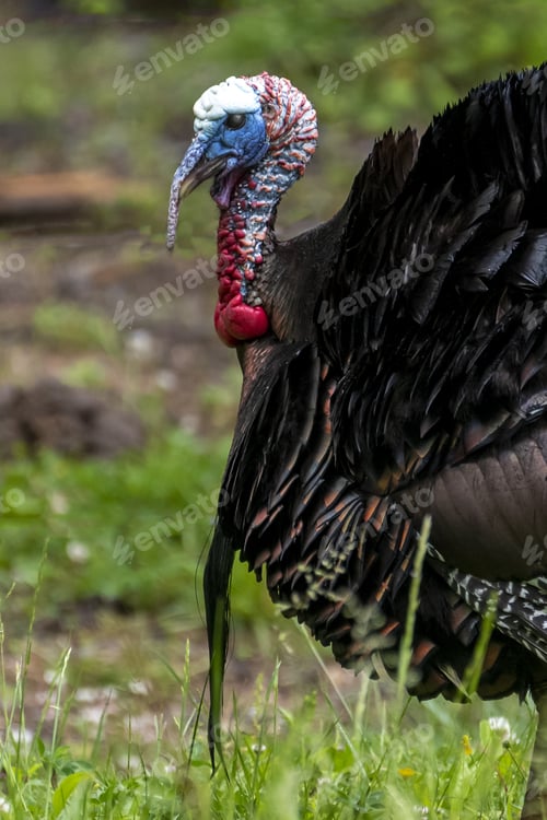 Preview: Vertical shot of a wild turkey on a blurred background