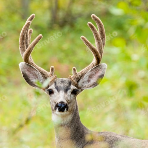 Preview: Velvet antler mule deer buck portrait