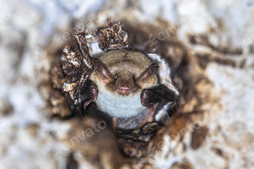 Preview: Long-fingered bat roosting