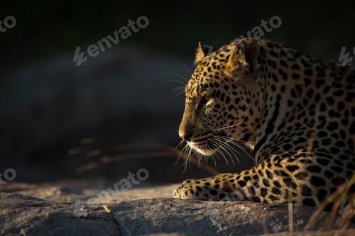 Preview: The side profile of a leopard, Panthera pardus, in soft light