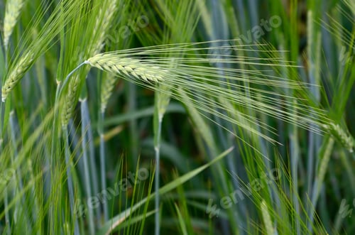 Preview: Wheat