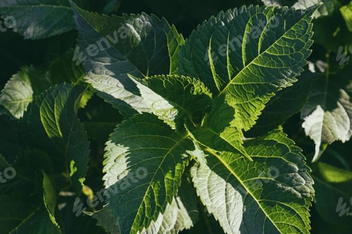 Preview: Close up green plants. Copy space leaves pattern and background. Renewable sources concept.