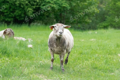 Preview: Photo of sheep in grass field