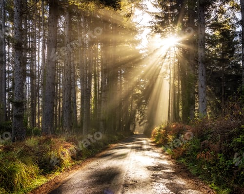Preview: Scenic view of a redwood forest in Northern California, USA