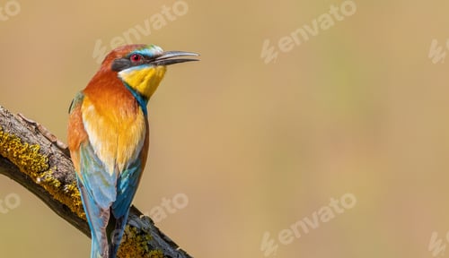 Preview: European bee-eater, merops apiaster. An early morning bird sits on a branch, flat background
