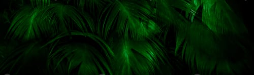 Preview: macro photo of green hen feathers. background or textura