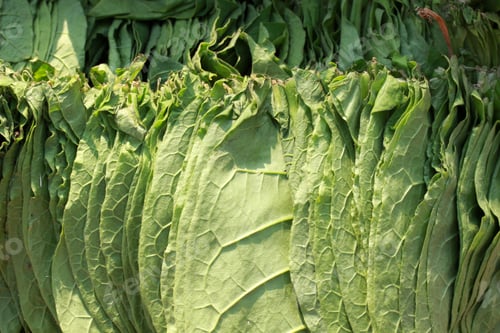 Preview: green colored tobacco leaves